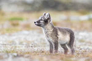 Category Scandinavia Prints: Young arctic fox (Vulpes lagopus)