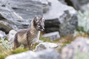 Young arctic fox (Vulpes lagopus)