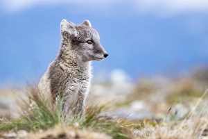 Category Scandinavia Prints: Young arctic fox (Vulpes lagopus)