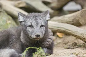 A young arctic fox (Vulpes lagopus)