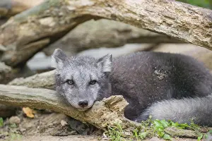 A young arctic fox (Vulpes lagopus)
