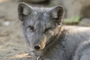 One young arctic fox (Vulpes lagopus)