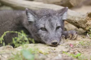 A young arctic fox (Vulpes lagopus)