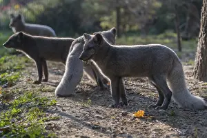 One young arctic fox (Vulpes lagopus)