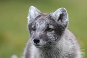 Young Arctic fox (Vulpes lagopus)
