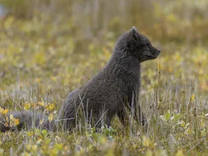 Young Arctic fox (Vulpes lagopus) or ice fox
