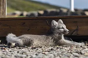Young Arctic fox (Vulpes lagopus) lying in front of a house
