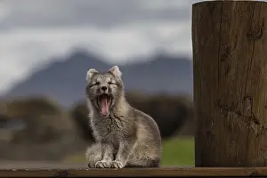 Young Arctic fox (Vulpes lagopus) sitting in front of a house
