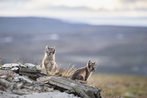 Category Scandinavia Prints: Young arctic foxes (Vulpes lagopus)