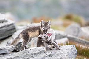 Category Scandinavia Prints: Young arctic foxes (Vulpes lagopus) playing