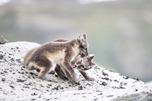 Category Scandinavia Prints: Young arctic foxes (Vulpes lagopus) playing
