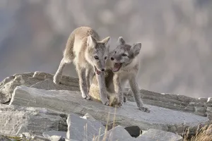 Young Arctic foxes (Vulpes lagopus, syn)