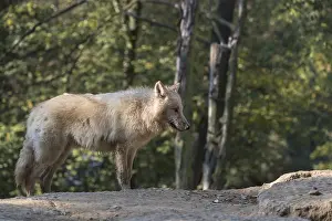 One young Arctic wolf (Canis lupus arctos)