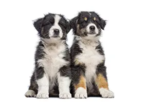 Two young australian shepherd puppies with fluffy fur sitting side by side on a white background