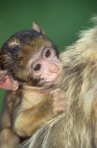 Young Barbary macaque (Macaca silvanus)