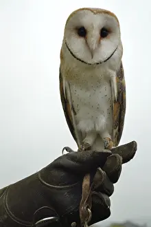 Young barn owl sitting on arm