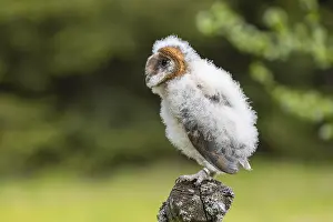 One young barn owl (Tyto alba) sitting on a branch lying in a meadow in late evening light