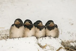 Young Barn Swallows (Hirundo rustica)