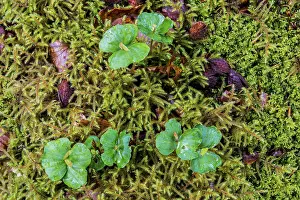 Young Beech trees germinating in forest with fresh green leaves and moss