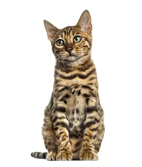 Young Bengal cat sitting (5 months old)