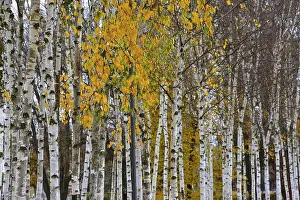 Young birch trees (Betula) in autumn foliage