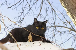 Framed Print : A young black cat outdoors in winter Framed Print : A young black cat outdoors in winter