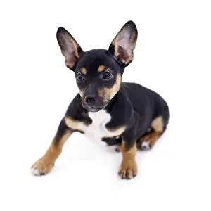 Young black coat puppy dog isolated on white background