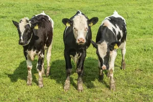 Young black and white lowland cattle on pasture in Ystad municipality