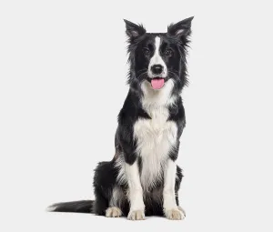 Young Black and white Panting Border collie sitting and looking at the camera