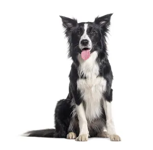 Young Black and white Panting Border collie sitting and looking at the camera