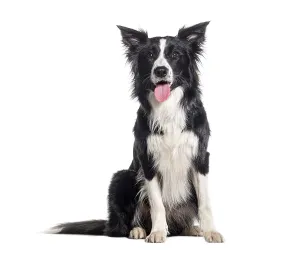 Young Black and white Panting Border collie sitting and looking at the camera