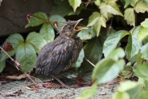 Young Blackbird (Turdus merula)