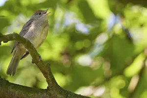 Young blackcap (Sylvia atricapilla) sitting in a tree