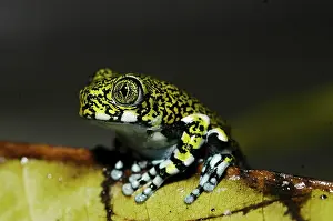 Young blue-legged wood frog (Leptopelis vermicularis)
