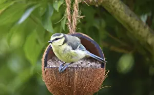 Young blue tit eating shelled sunflower seeds from a coconut