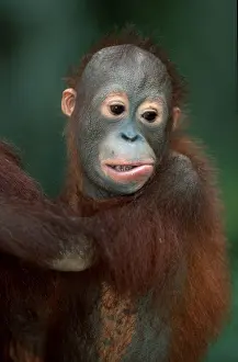 Young bornean orangutan (Pongo pygmaeus)