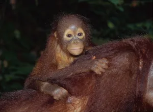 Young bornean orangutan (Pongo pygmaeus)