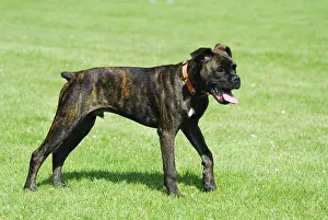 Young Boxer, male, 6 months old