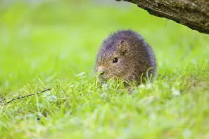 A young Brazilian guinea pig (Cavia aperea) grazes on a green meadow