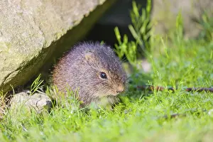 A young Brazilian guinea pig (Cavia aperea) sits under rocks on a green meadow