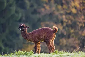 A young brown Alpaca (Vicugna pacos) stands on a green meadow