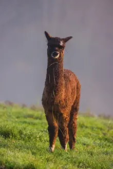 A young brown Alpaca (Vicugna pacos) stands on a green meadow