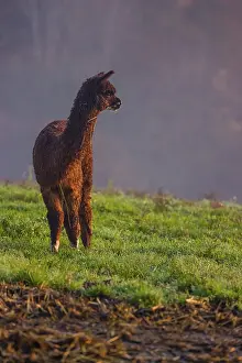 A young brown Alpaca (Vicugna pacos) stands on a green meadow