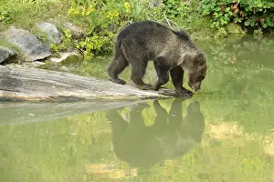 Young Brown Bear (Ursus arctos)