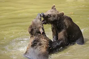 Two young brown bears playing together in the water