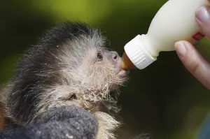 Young Brown Capuchin (Cebus apella) Monkey