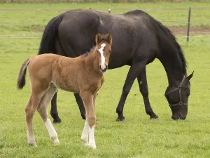 A young brown foal and a black horse in a meadow