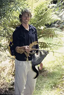 Young brush-tailed opossum (Trichosurus vulpecula)