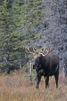 Young bull elk in the time of rut (Alaskan moose)
