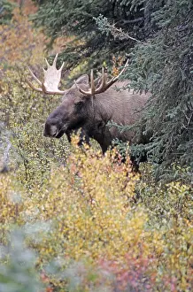 Young bull elk in the tundra (Alaskan moose)